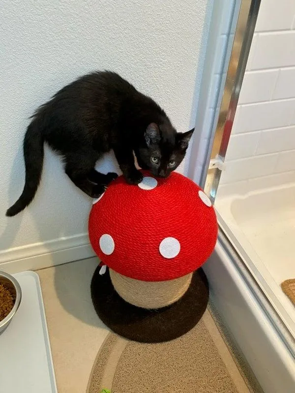 A baby small-sized female Domestic Short Hair cat named Binky for adoption in Bonsall, CA