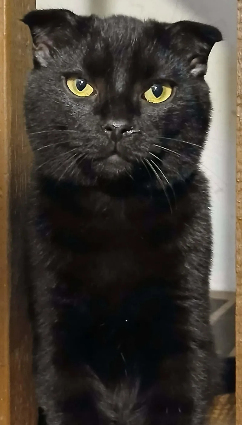 A young small-sized male Scottish Fold cat named Hagrid for adoption in Ceres, VA