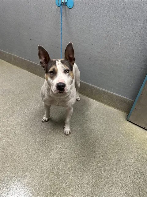 An adult medium-sized male Pit Bull Terrier dog named Marv for adoption in Las Vegas, NV