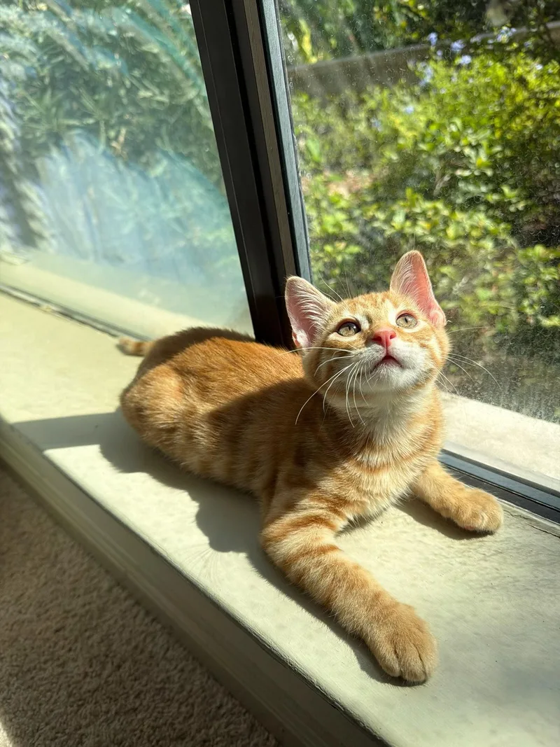 A baby medium-sized male Tabby (Orange / Red) Tabby cat named Cheddar for adoption in Cypress, TX