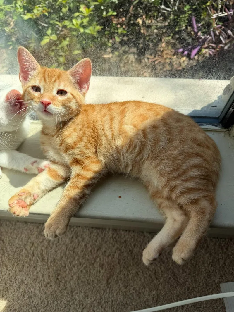 Cheddar thumbnail 2