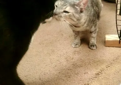 Bebe