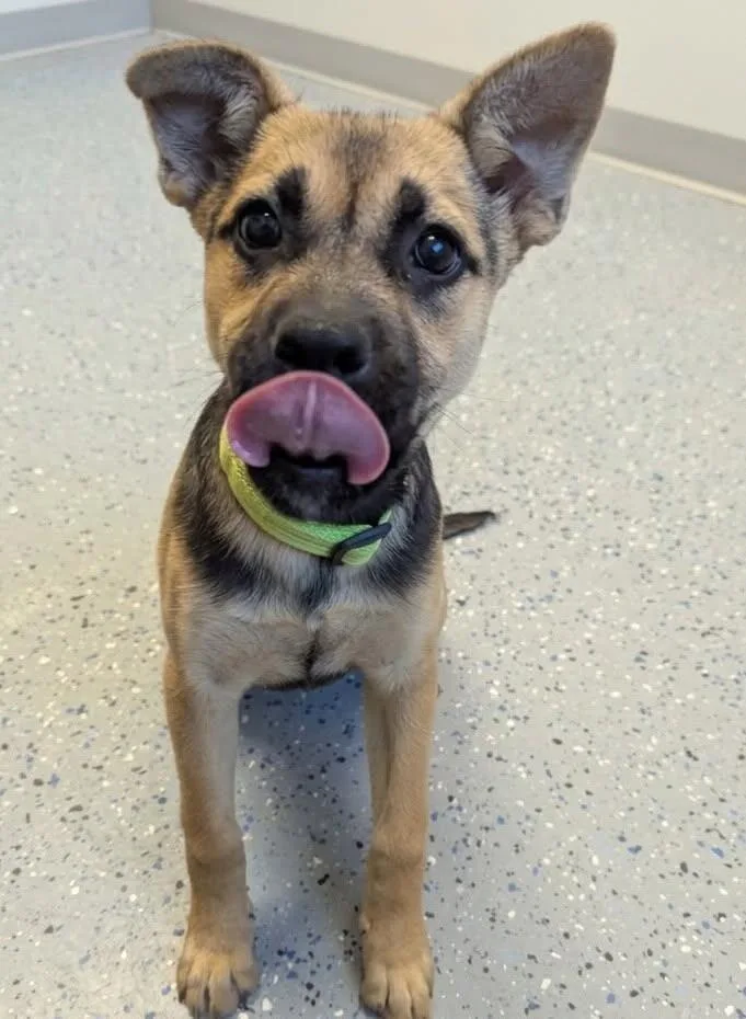 A young small-sized female Mixed Breed dog named Sienna for adoption in Yankton, SD