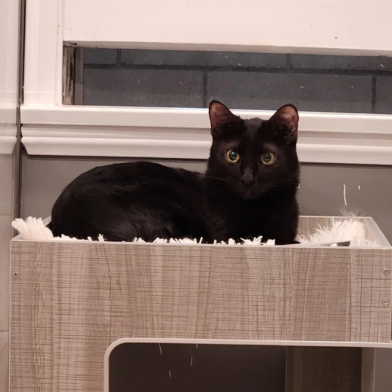 An adult medium-sized male Black Domestic Short Hair cat named Phantom for adoption in Monrovia, CA