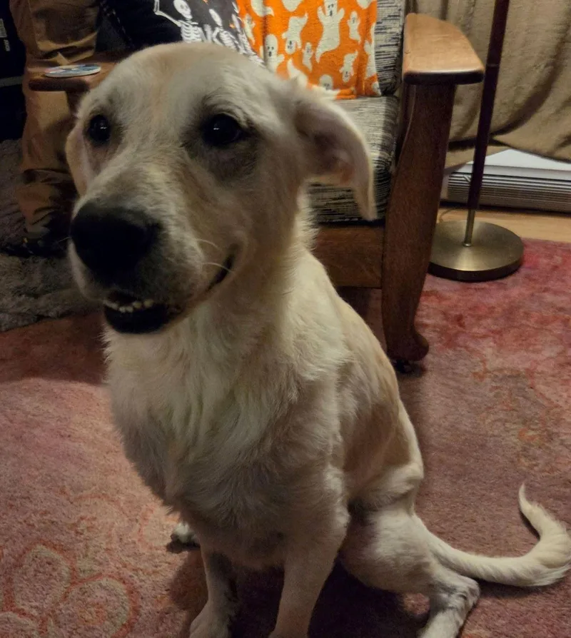 An adult large-sized female Labrador Retriever dog named Sugar for adoption in Iowa City, IA