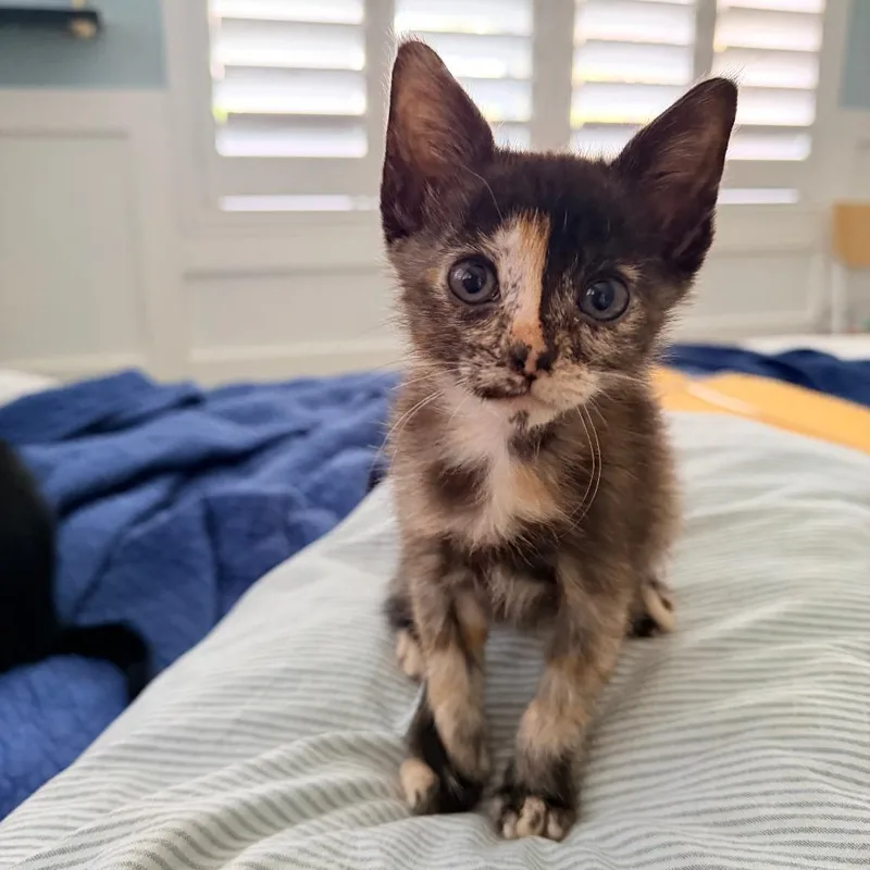 A baby small-sized female Black Domestic Short Hair cat named Katana for adoption in West Palm Beach, FL