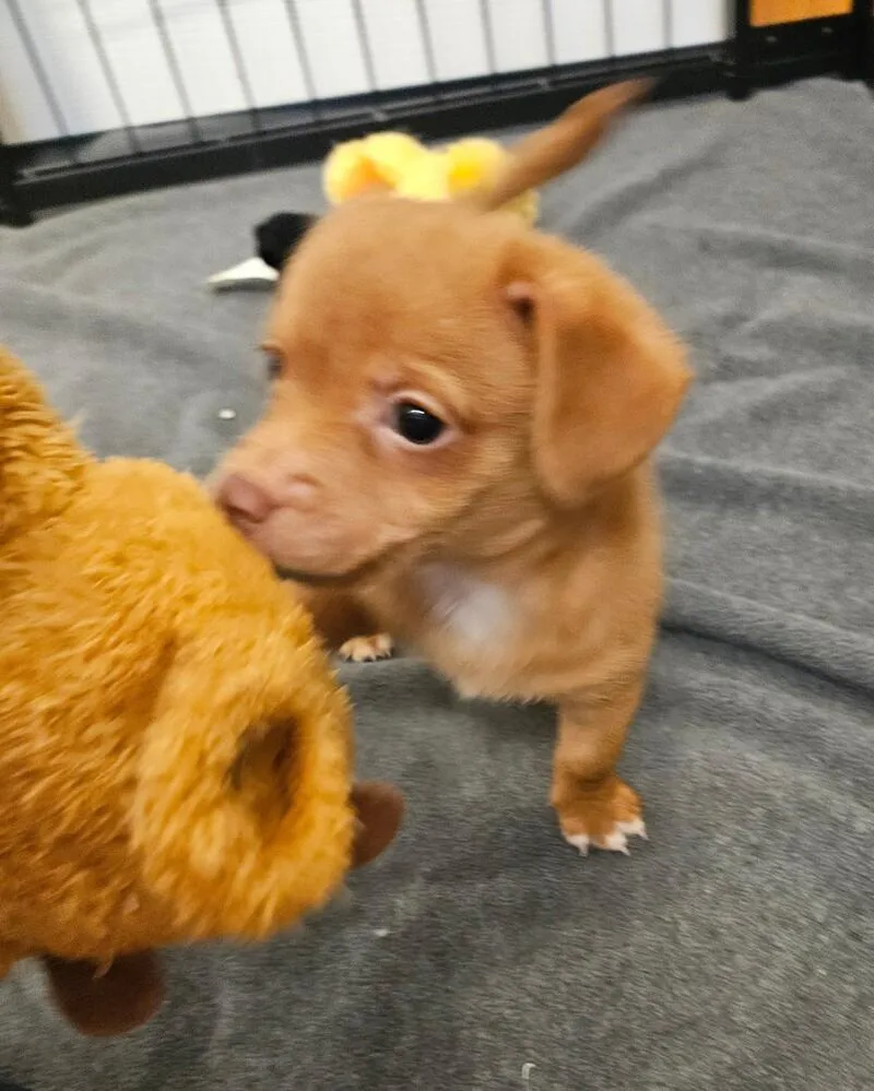 Twix thumbnail 2