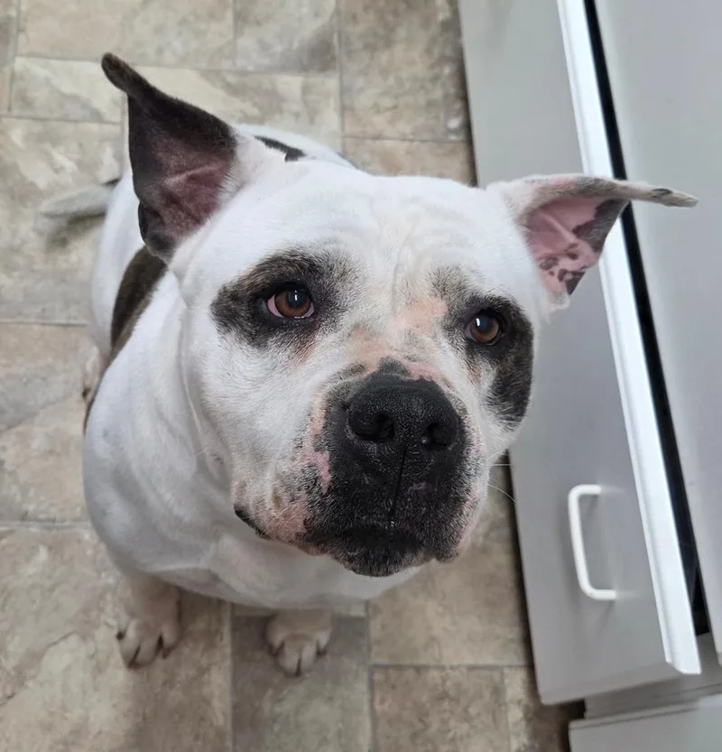 An adult extra large-sized female American Bulldog dog named Dottie for adoption in Gold Beach, OR