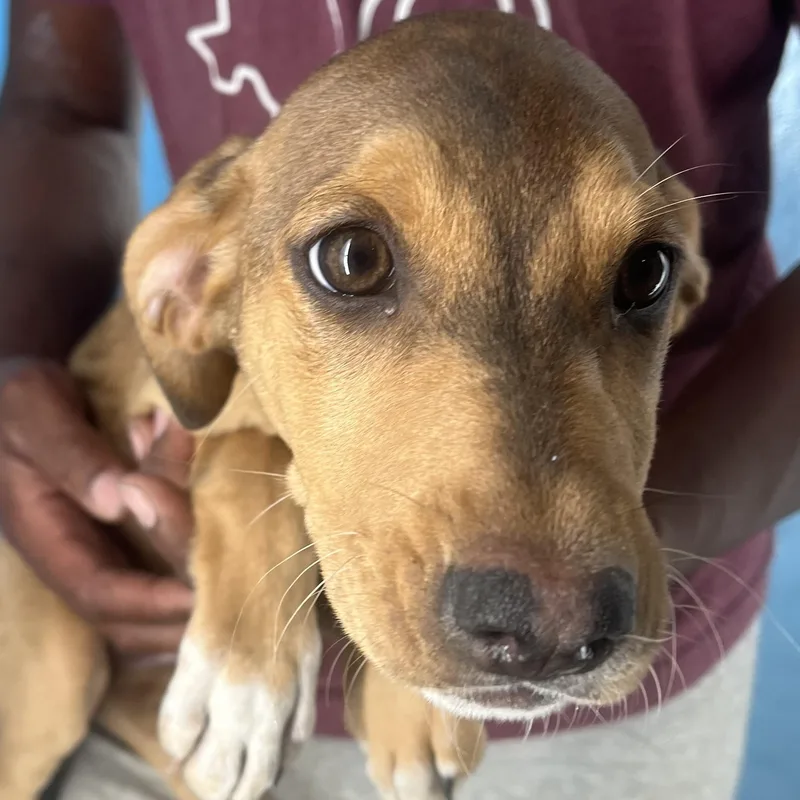 Febee  Local April thumbnail 2