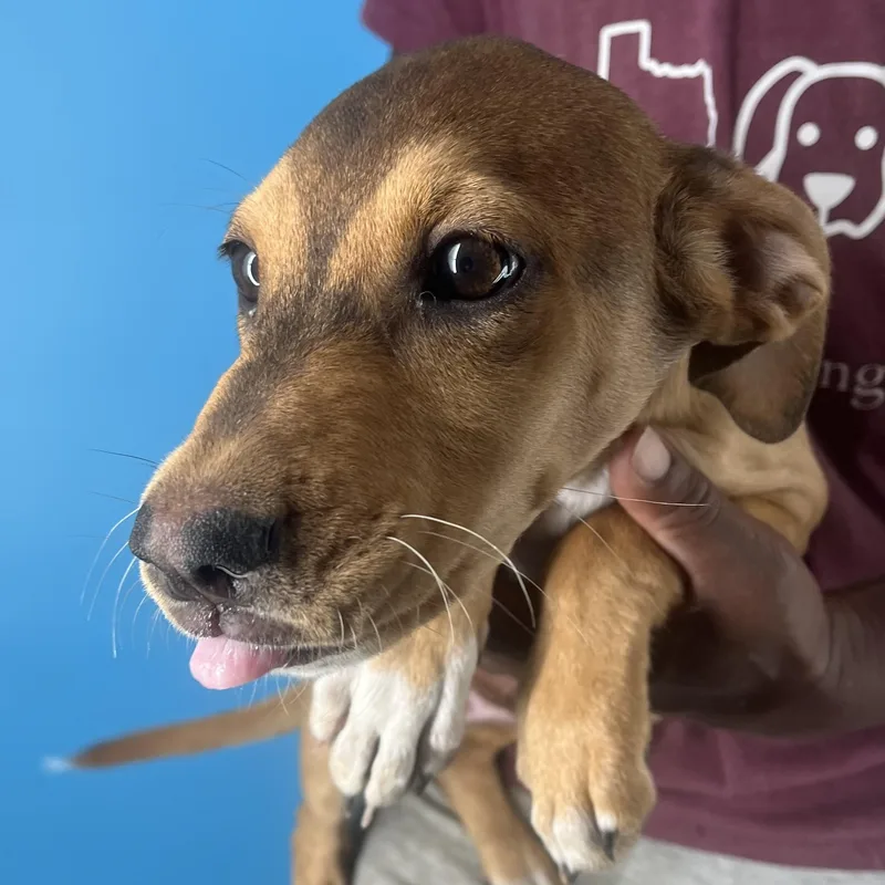 Febee  Local April thumbnail 3