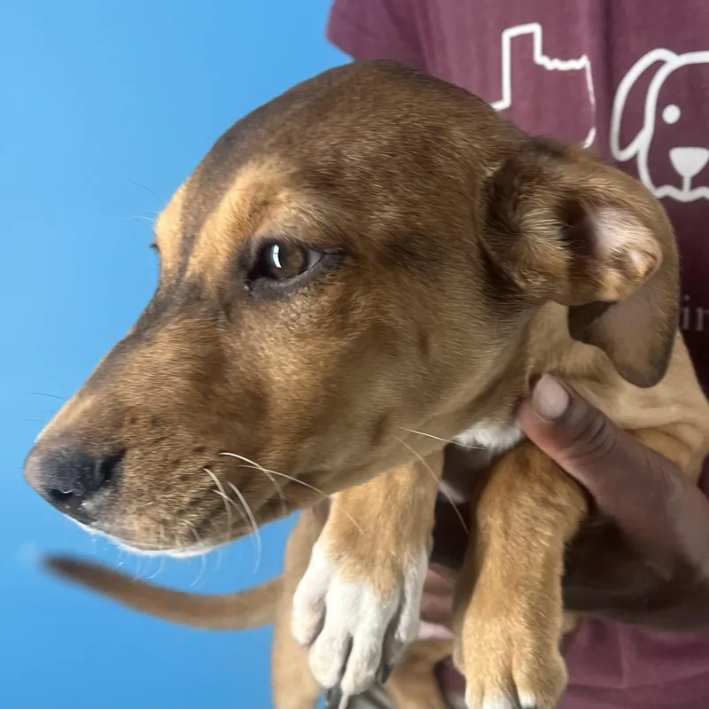 Febee  Local April thumbnail 4