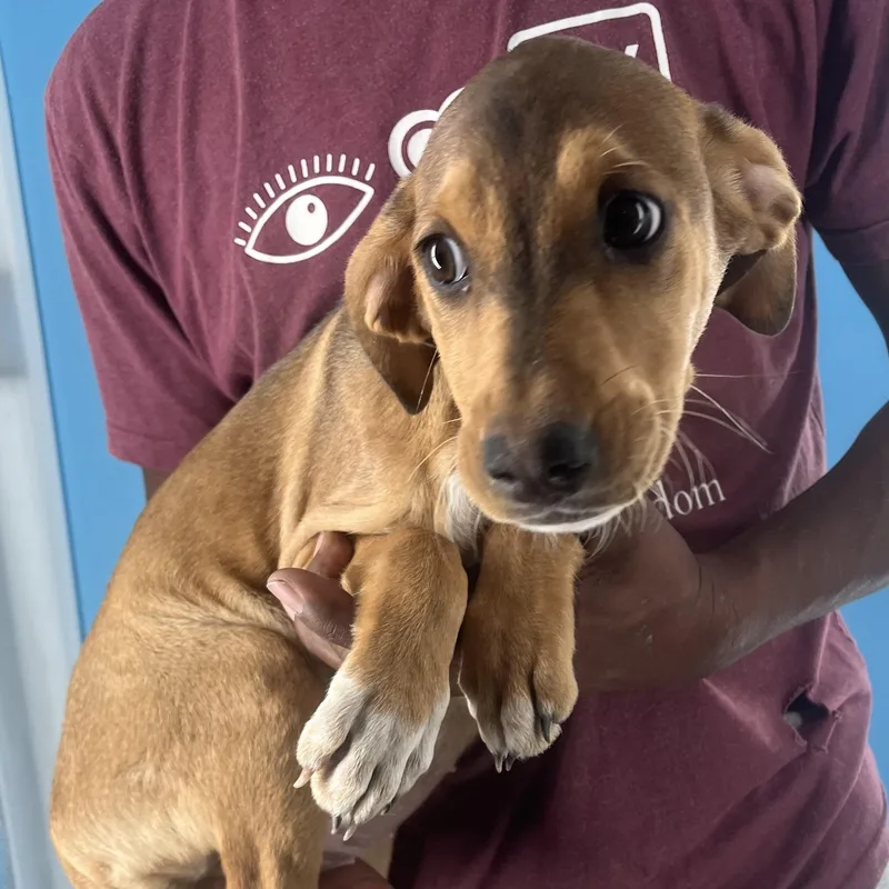 Febee  Local April thumbnail 5