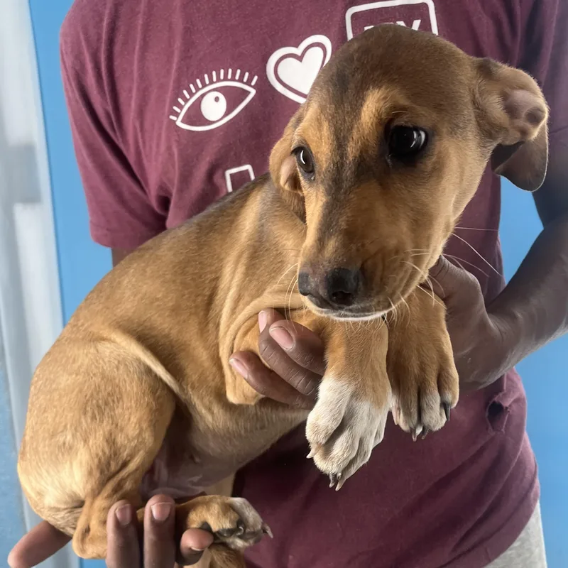 Febee  Local April thumbnail 6