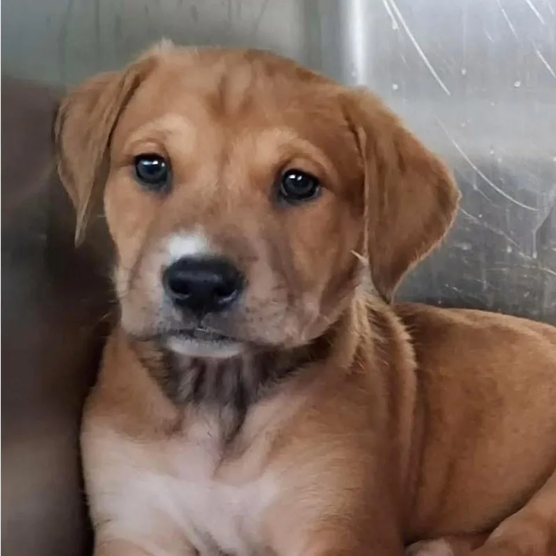 A baby medium-sized female Yellow / Tan / Blond / Fawn Golden Retriever dog named Linda from Accounting for adoption in Memphis, TN