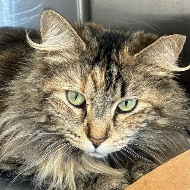A young small-sized female Domestic Long Hair cat named Nami for adoption in Centerville, MA