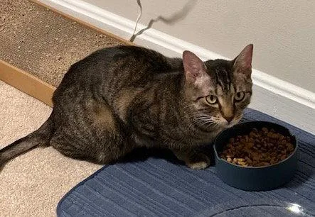 A young medium-sized male Domestic Short Hair cat named Romeo Bonded for adoption in Herndon, VA