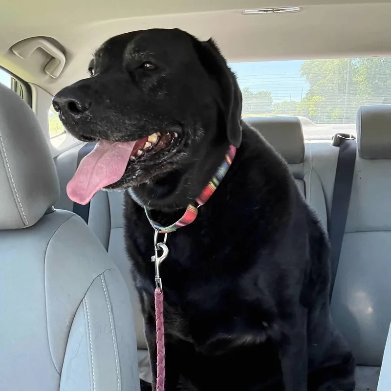 A senior large-sized female Black Labrador Retriever dog named Lucy for adoption in South Charleston, OH