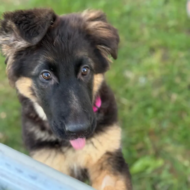 A young large-sized female Black German Shepherd Dog dog named Pickles for adoption in Farmersville, OH