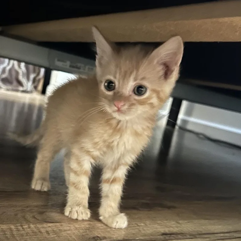 A baby small-sized male Buff / Tan / Fawn Domestic Short Hair cat named Tito for adoption in Hemet, CA