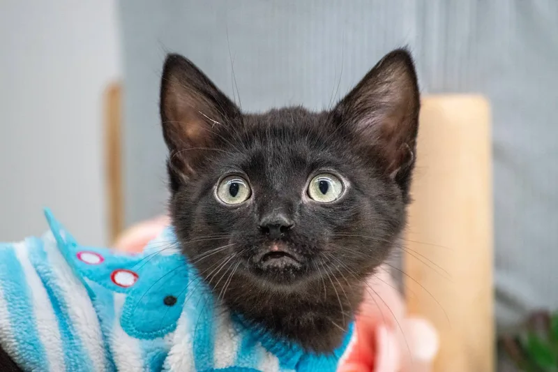 A baby small-sized male Black Domestic Short Hair cat named Uriah for adoption in Sevierville, TN