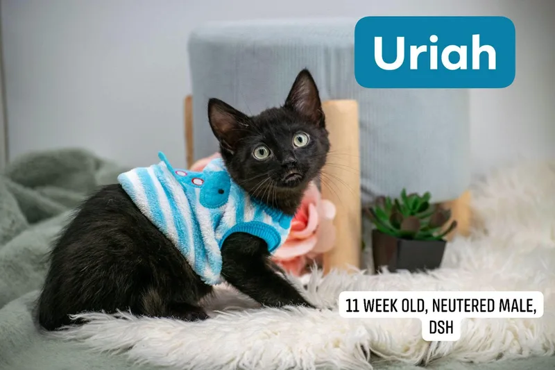 Uriah thumbnail 3