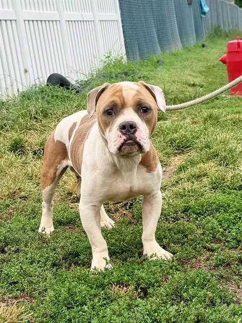 An adult large-sized male American Bulldog dog named Hagrid for adoption in Olivette, MO