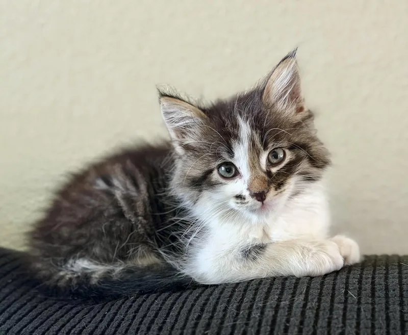 A baby medium-sized male Tabby (Tiger Striped) Domestic Medium Hair cat named Jupiter for adoption in Los Alamitos, CA