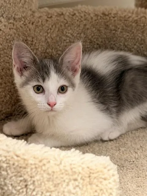 A baby medium-sized female White Domestic Short Hair cat named Enid for adoption in Allegan, MI