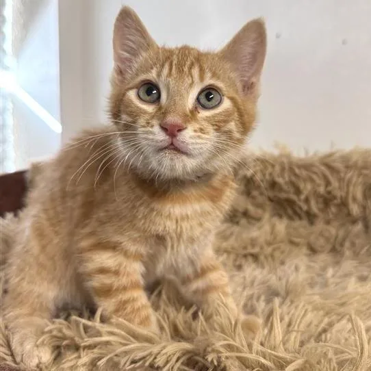 A baby small-sized male Orange / Red American Shorthair cat named Quavo for adoption in Mount Shasta, CA
