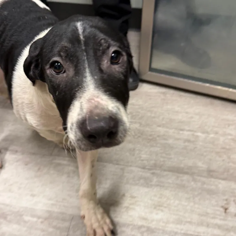 A baby medium-sized male Black Labrador Retriever dog named Earl for adoption in Waldorf, MD