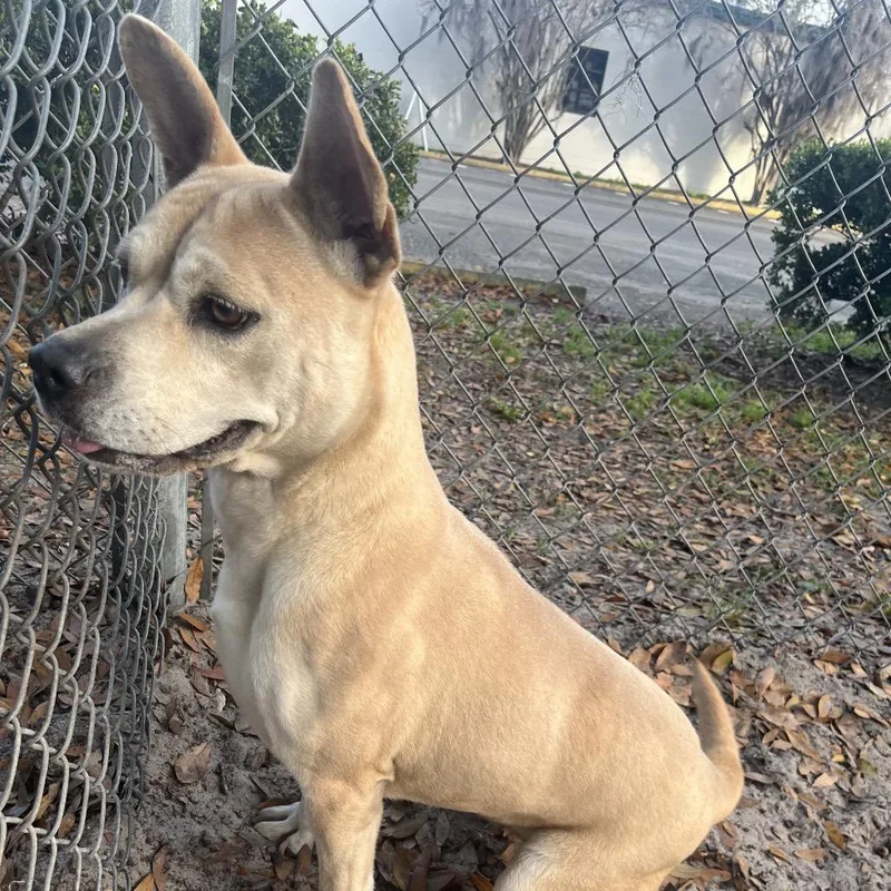 An adult medium-sized female Yellow / Tan / Blond / Fawn Mixed Breed dog named Hope for adoption in Gainesville, FL
