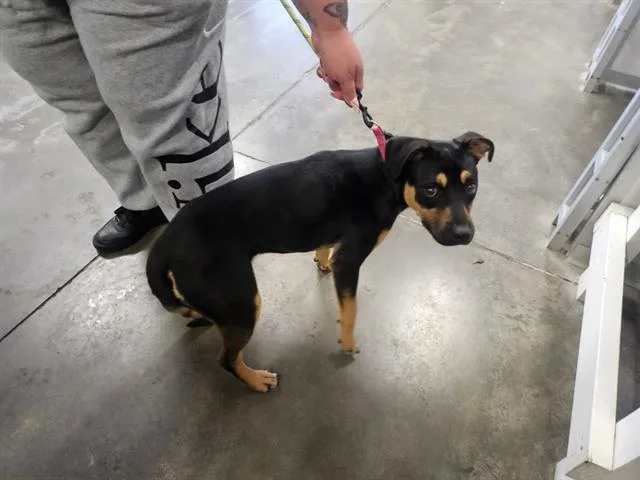 A young medium-sized female Labrador Retriever dog named Roxie for adoption in Panama City, FL