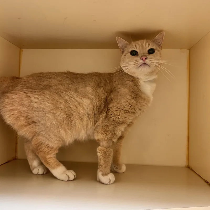 A senior medium-sized female Buff / Tan / Fawn Domestic Short Hair cat named Geraldine for adoption in Myerstown, PA