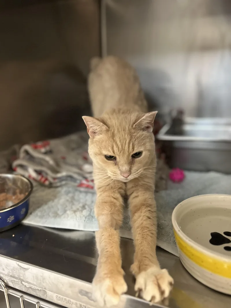 Geraldine thumbnail 3