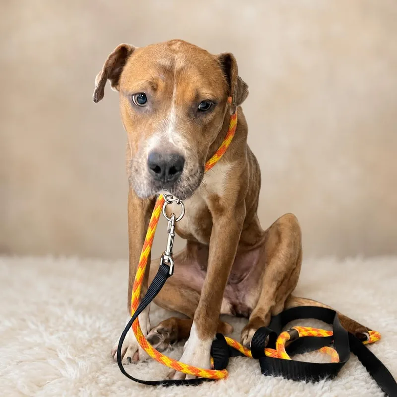 An adult medium-sized female Brown / Chocolate Pit Bull Terrier dog named Mariah for adoption in East Saint Louis, IL