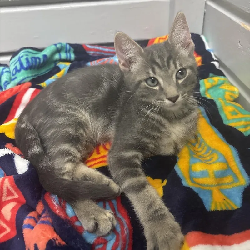 A baby small-sized male Gray / Blue / Silver Domestic Short Hair cat named Five Star for adoption in Middleburg, FL