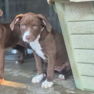 A baby small-sized female Brown / Chocolate Labrador Retriever dog named Cheese for adoption in Dover, AR