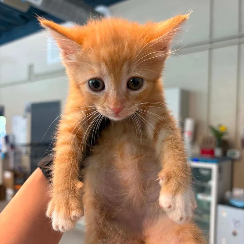 A baby small-sized female Orange / Red Domestic Short Hair cat named Giselle for adoption in Huntington, WV