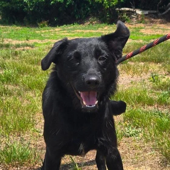 A young medium-sized female Black Labrador Retriever dog named CT Rumi for adoption in Stormville, NY