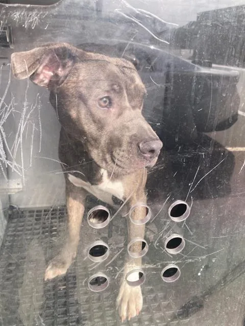 A young medium-sized female Pit Bull Terrier dog named Lois for adoption in Dallas, TX