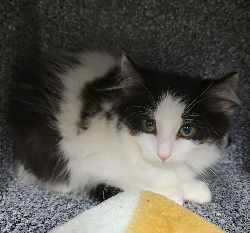 A baby medium-sized male Black Domestic Short Hair cat named Moraine for adoption in Plover, WI