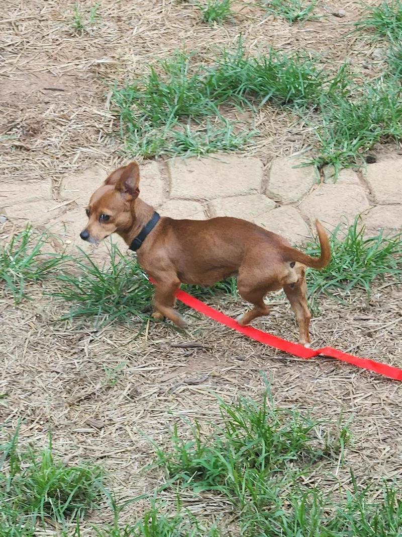 An adult small-sized female Red / Chestnut / Orange Chihuahua dog named Brownie for adoption in Troutman, NC