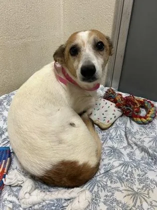 An adult small-sized female Parson Russell Terrier dog named A Basil for adoption in North Charleston, SC