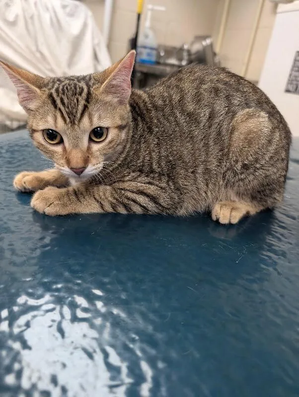 A young medium-sized female Tabby (Tiger Striped) Domestic Short Hair cat named Sandy for adoption in Mobile, AL