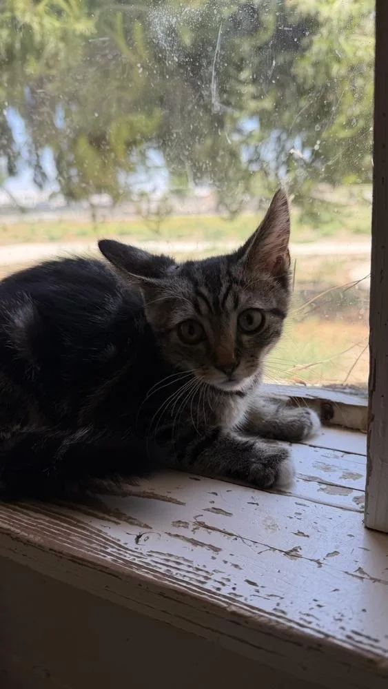 A baby small-sized male Domestic Short Hair cat named Ethan for adoption in Ontario, CA