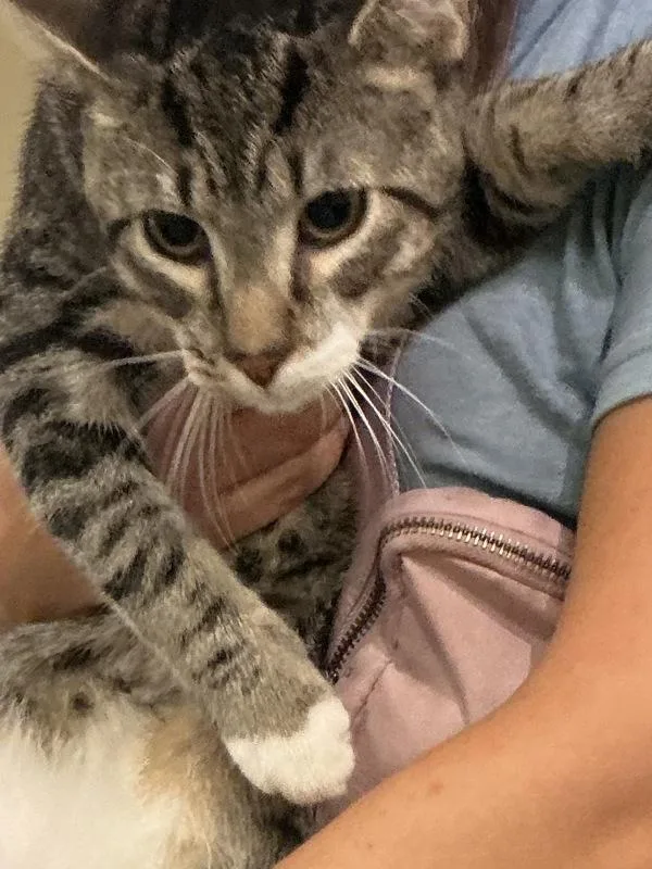 A young small-sized male Domestic Short Hair cat named Bear for adoption in Virginia Beach, VA