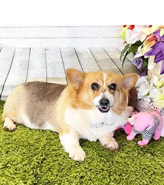 An adult medium-sized female Corgi dog named Cori for adoption in Castro Valley, CA