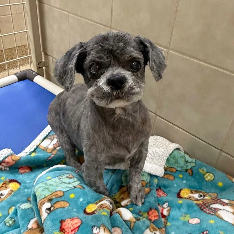 A senior small-sized male Shih Tzu dog named Duke for adoption in Kerrville, TX