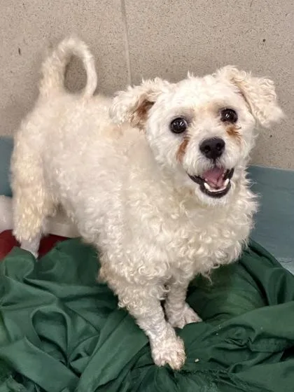 An adult small-sized male Poodle dog named Waylon Smithers for adoption in New Orleans, LA