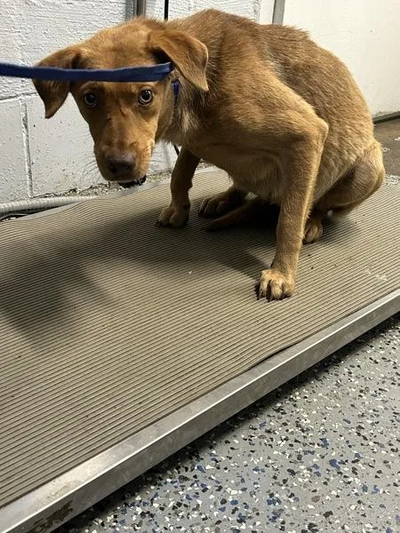 A young medium-sized female Labrador Retriever dog named Eve for adoption in Mobile, AL